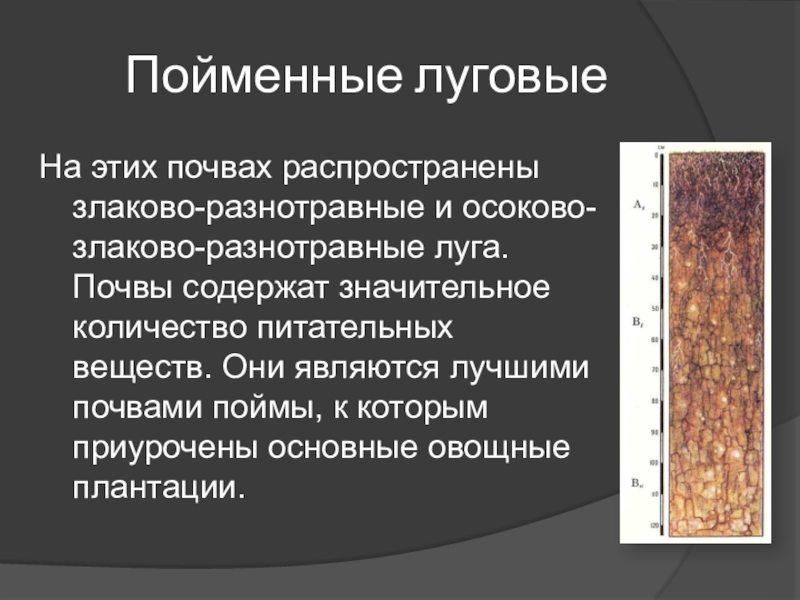 Основные сведения о почвах. Почвы Астраханской области. Аллювиально-луговые почвы. Пойменные почвы. Аллювиальные пойменные почвы.