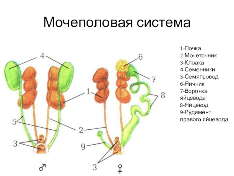 Схема строения почек млекопитающих 8 класс