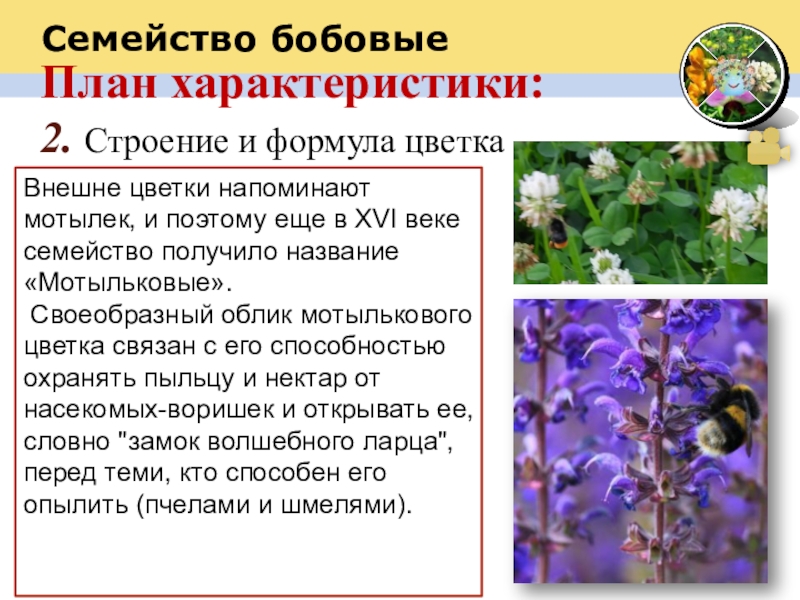 Семейство бобовыеПлан характеристики:2. Строение и формула цветкаВнешне цветки напоминают мотылек, и поэтому еще в XVI веке семейство