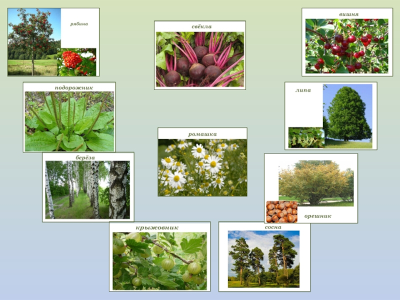 Травы окружающий мир 2 класс. Хвойные и цветковые растения. Цветковые и хвойные растения 2 класс. Хвойные и цветковые растения презентация. Названия хвойных цветковые растения.
