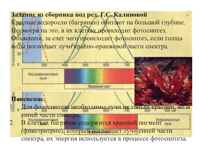 Задание из сборника под ред. Г.С. Калиновой Красные водоросли (багрянки) обитают на большой глубине. Несмотря на это,