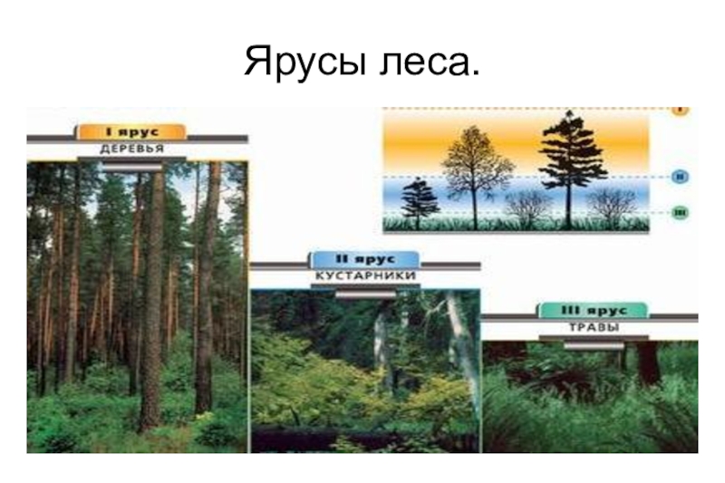 Растения 4 яруса леса. Ярусы леса 4 класс. Таблица ярусы леса. 3 Яруса леса. Ярусы леса 2 класс.