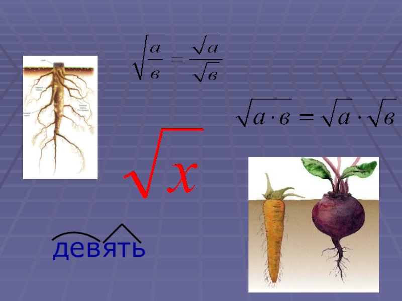 Корень картинка математика