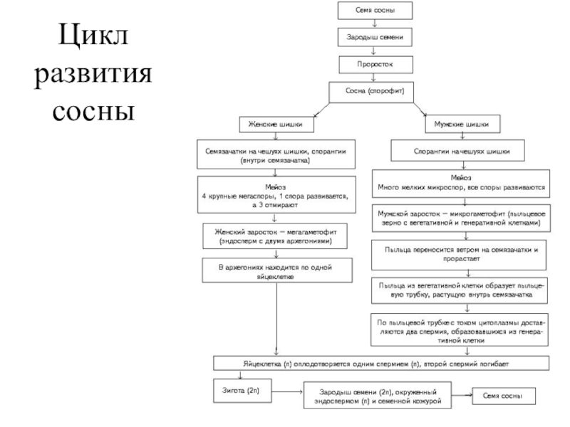 Цикл развития сосны обыкновенной схема с подписями