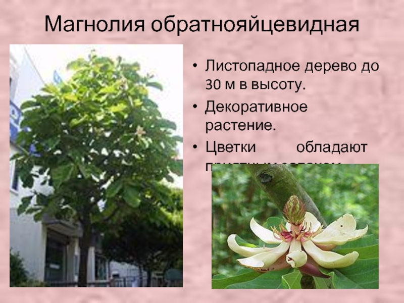Магнолия обратнояйцевиднаяЛистопадное дерево до 30 м в высоту.Декоративное растение.Цветки обладают приятным запахом.