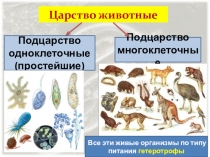 Презентация по биологии для 7 класса на тему: Подцарство простейшие.