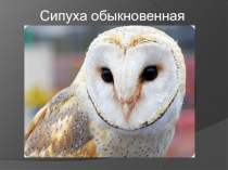 Презентация по окружающему миру Сипуха обыкновенная