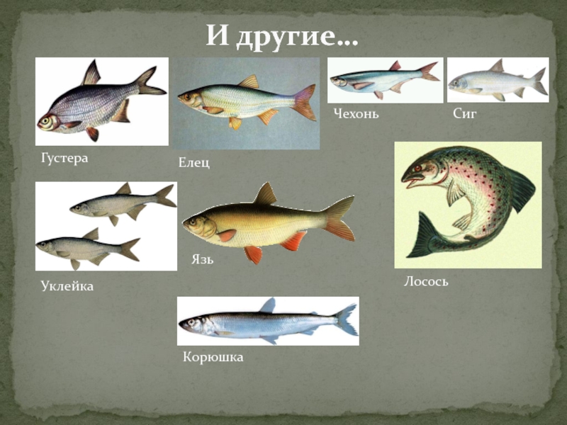 Какая рыба в белоруссии