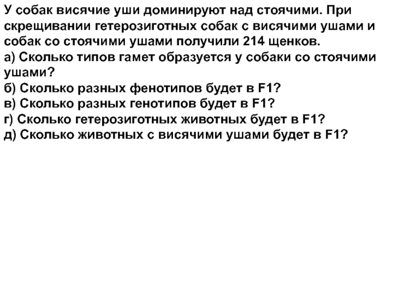 стоячие уши овчарки доминируют над висячими. чёрная окраска шерсти и висячее. у собак висячее ухо доминирует над стоячим. чёрная окраска шерсти и висячее ухо у собак. задача по биологии про собаку висячие уши и стоячие.
