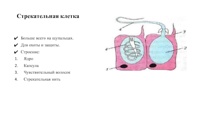 Стрекательные клетки рисунок. Строение стрекательной клетки гидры. Схема строения стрекательной клетки. Схема строения стрекательной клетки гидры. Схема строения стрекательной клетки рис 38.