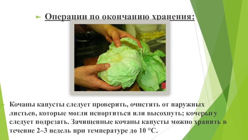 Обработка капустных овощей. Хранение капусты. Обработка белокочанной капусты. Первичная обработка капусты. Условия хранения капусты.