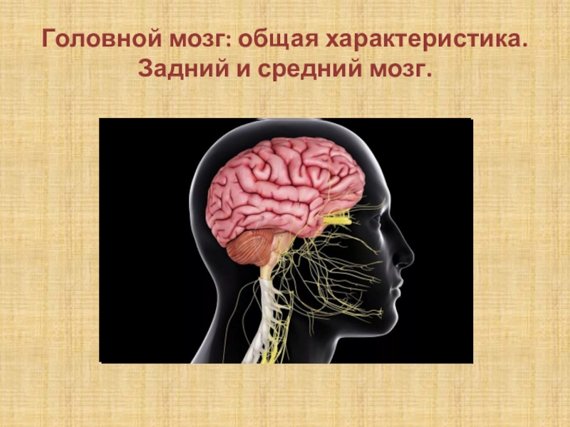 Реферат: Головной мозг. Конечный мозг