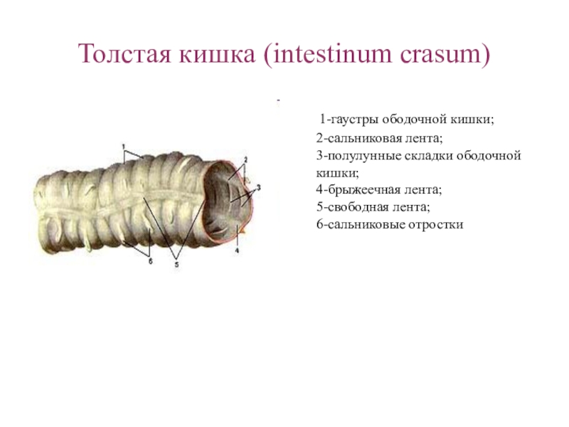 Части толстой. Сальников ые отростки толстой кишкиые. Строение толстой кишки гаустры. Гаустры сальниковые отростки. Гаустры Толстого кишечника функция.