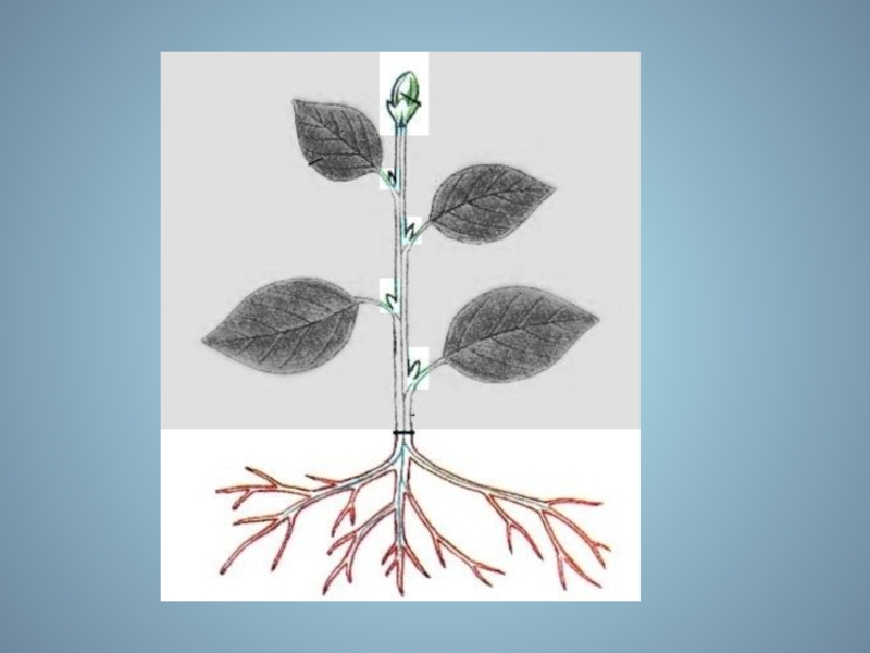 Побег рисунок. Побег биология 6. Побег 6 класс. Побег по биологии 6 класс. Изображение побега 6 класс.
