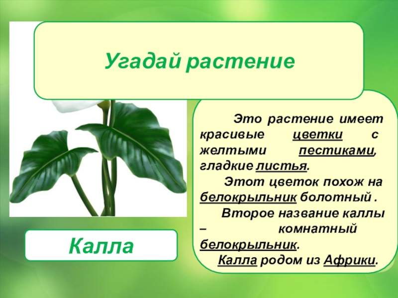 Угадай растение. Угадать по описанию растения. Угадай растение по фото. Растение с гладкими листьями.