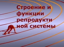 Презентация Строение и функции репродуктивной системы