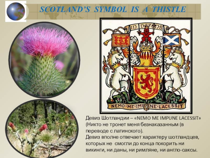 What plant is the symbol of scotland