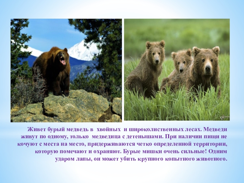 В каких природных зонах живет бурый медведь. Бурый медведь обитает в тайге. Медведи которые обитают в тайге. Бурый медведь обитает в таежных лесах?. Бурый медведь живет в тайге.