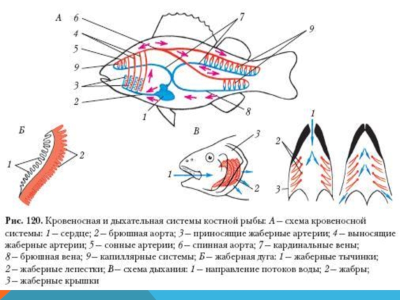 Нарисовать кровеносную систему рыбы