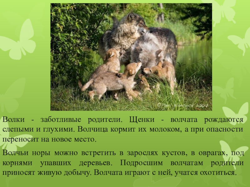 Как волки учат своих детей. Волчата рождаются слепыми. Детеныши волка информация. Как волки заботятся о своих детенышах. Как волки учат своих детей рассказ.