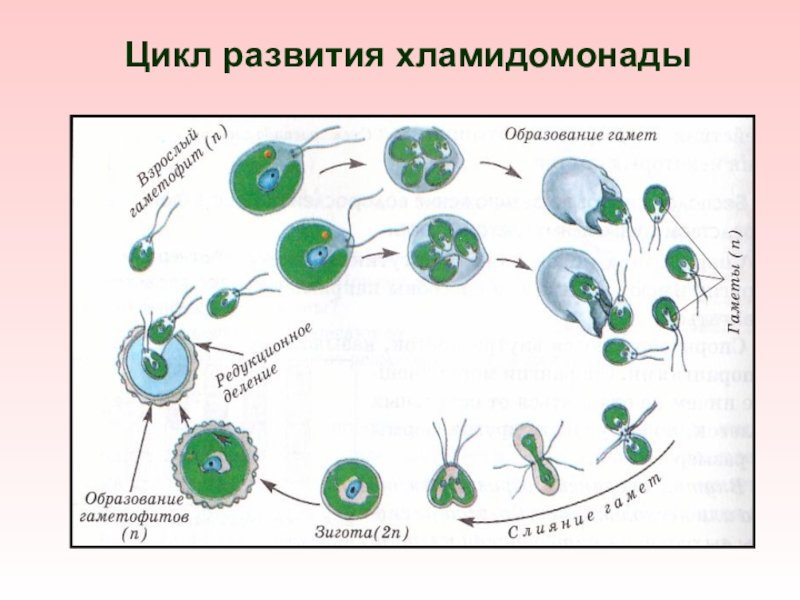 Бесполый жизненный цикл. Цикл развития водоросли хламидомонады. Цикл размножения хламидомонады. Жизненный цикл хламидомонады ЕГЭ схема. Цикл развития хламида Монада.