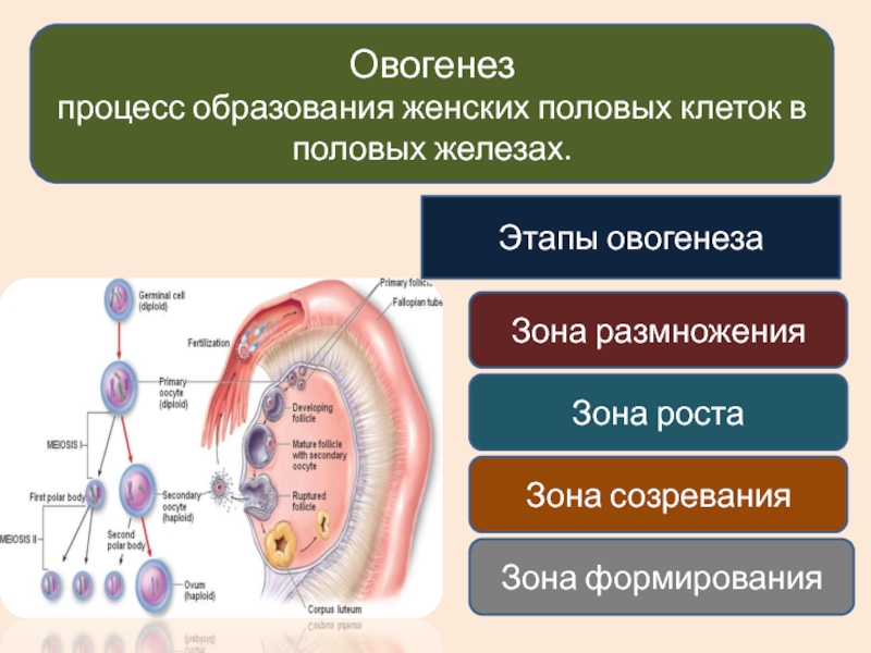 Образование половых клеток презентация 10 класс