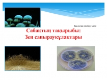 Презентация по биологии Зең саңырауқұлағы (мукор)7 класс