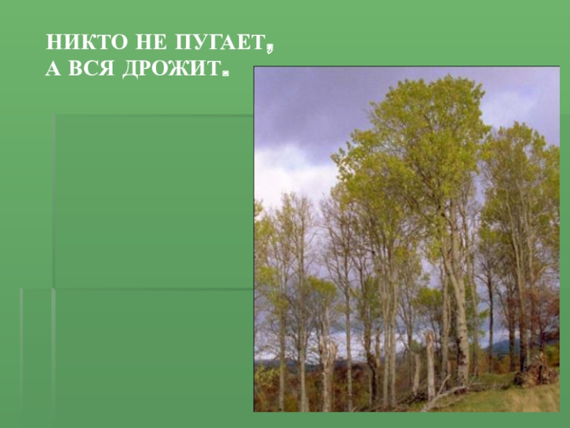 Никто не пугает а дрожит. Никто не пугает а вся дрожит. Загадка никто не пугает а вся дрожит. Пословица никто не пугает а вся дрожит. Осина в Иркутской области.