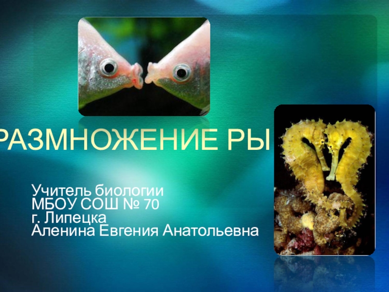 Презентация Презентация по биологии на тему Размножение рыб