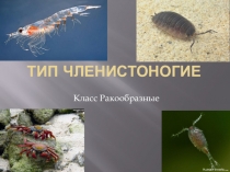 Презентация по биологии тема