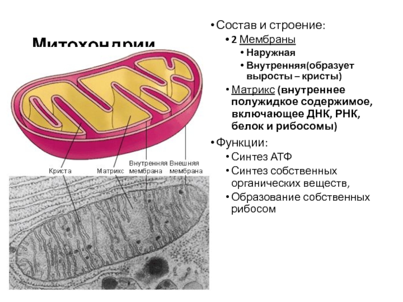 Наружная и внутренняя мембрана клетки. Межмембранное пространство митохондрий. Схема митохондрия мембрана и Матрикс. Наружная мембрана Матрикс Кристы. Функции внутренней мембраны митохондрий.