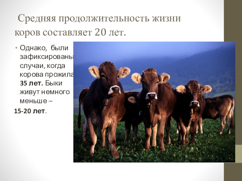 10 лет корове. Продолжительность жизни коровы. Продолжительность жизни быка. Сколько лет живут коровы. Продолжительность жизни крупнорогатого скота.