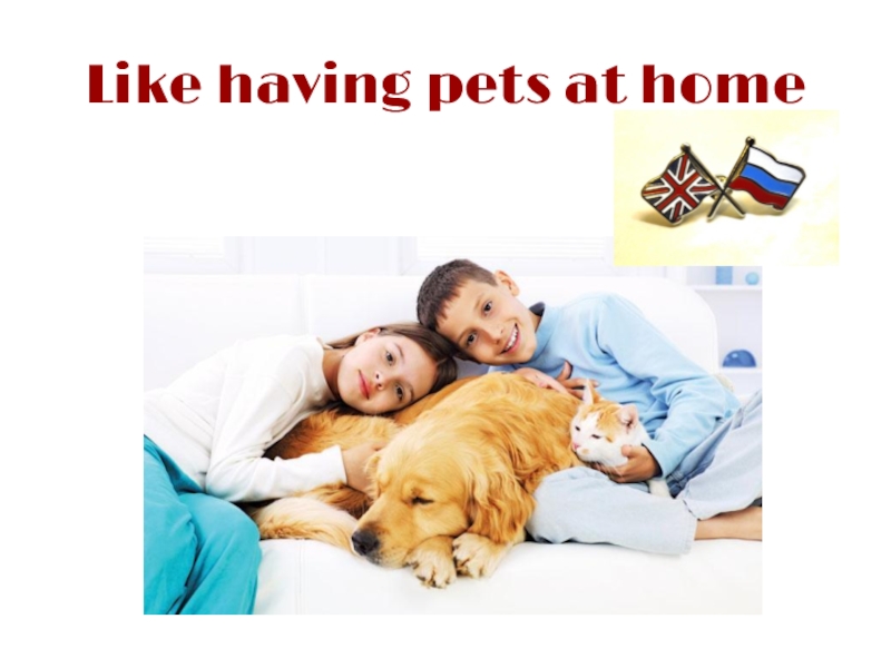 Home likes having. Have a Pet. Текст many people like having a Pet at Home. Would you like to have a Pet ?.