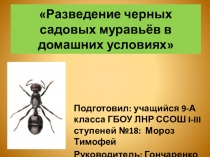 Презентация к проекту Разведение черных садовых муравьёв в домашних условиях
