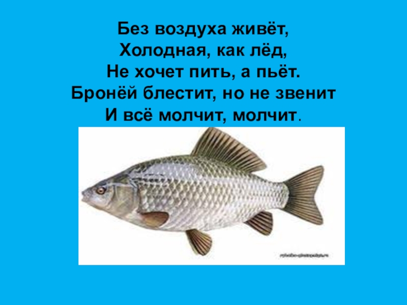 Жили холодное. Жить без воздуха. Без воздуха живет холодная как лед не. Загадка о рыбе без воздуха живет. Без воздуха живет холодная как лед не хочет пить а пьет отгадка.