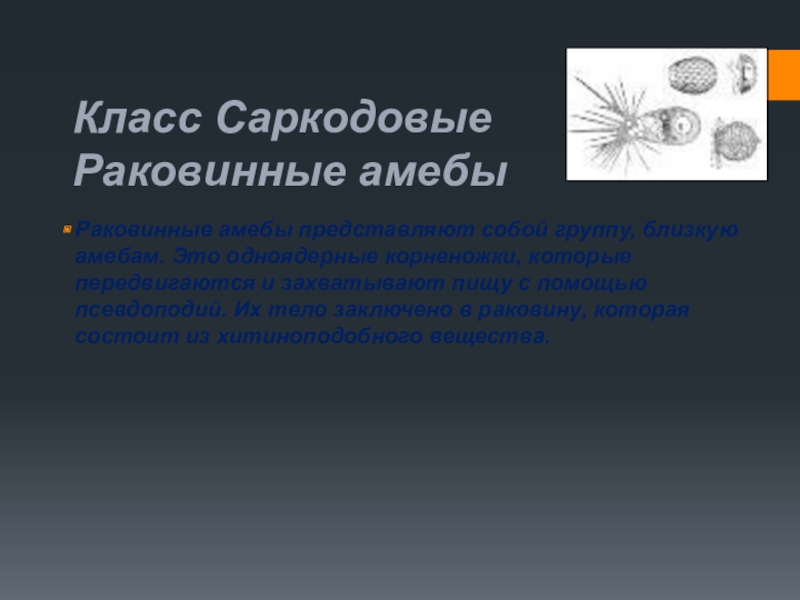 Саркодовые. Раковинные Саркодовые. Раковинная амеба Саркодовые. Паразитические Саркодовые. Паразитические простейшие Саркодовые.