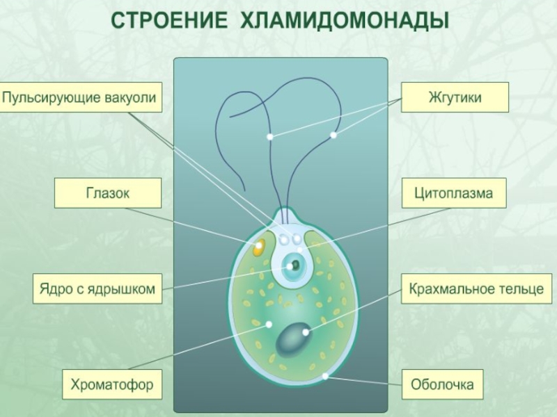 Хламидомонада рисунок 5 класс