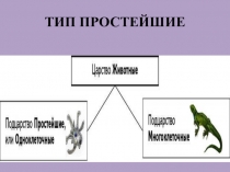 Презентация по биологии на тему Простейшие