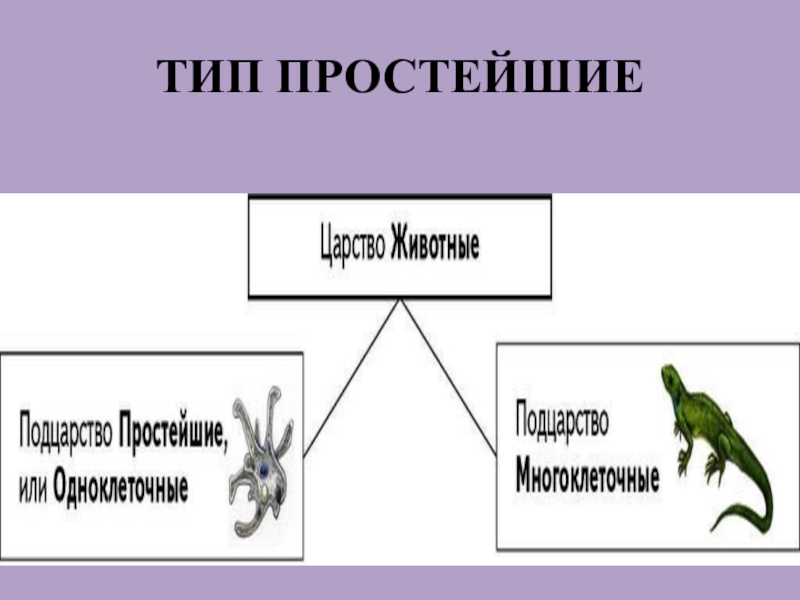 Любой вид простейший. Тип простейшие. Способы передвижения Тип простейшие. Выставка по биологии на шаг будущее тема простейшие.