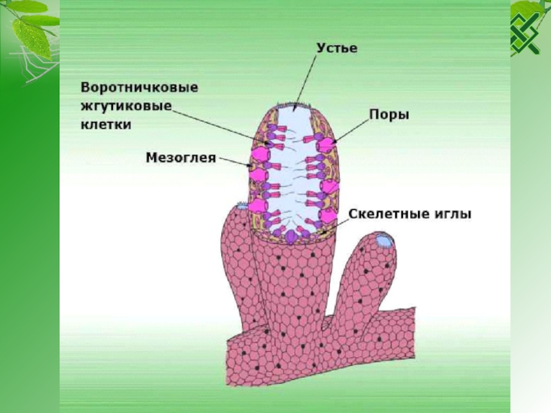 Схема питания губки