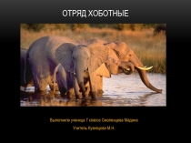 Презентация по биологии 7 класс отряд хоботные