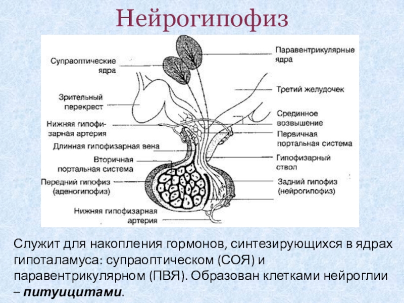 Гипофиз кровеносная система. Гипоталамо-гипофизарная система строение анатомия. Строение гипофиза схема. Анатомия рисунок гипоталамо гипофизарная система. Гипофиз строение рисунок.