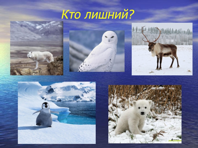 Природные зоны россии арктические пустыни животные