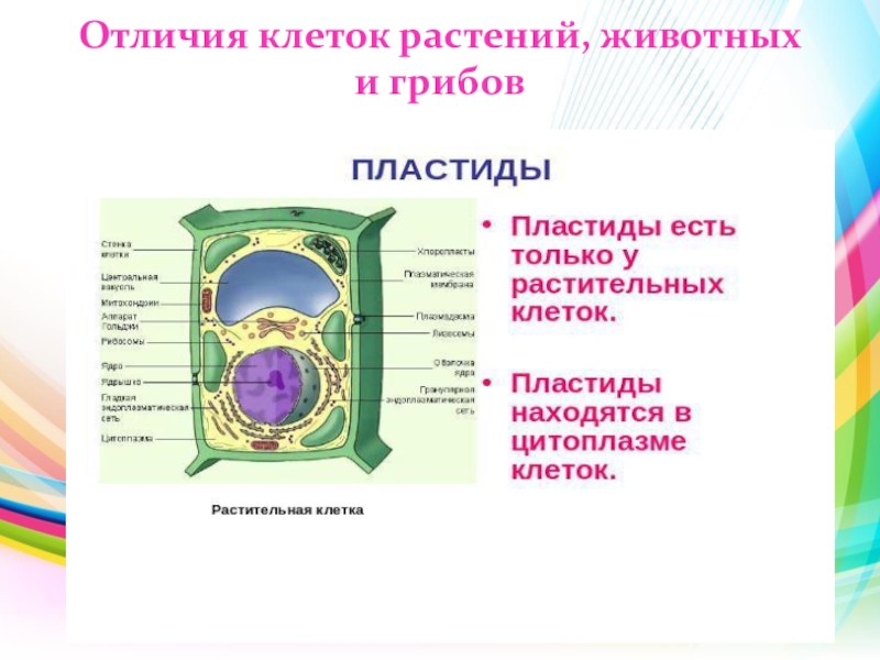 Различие клеток. Животная клетка и растительная клетка отличия. Отличие клеток бактерий от клеток растений. Различие клеток человека и растений. Чем отличаются клетки растений и животных.