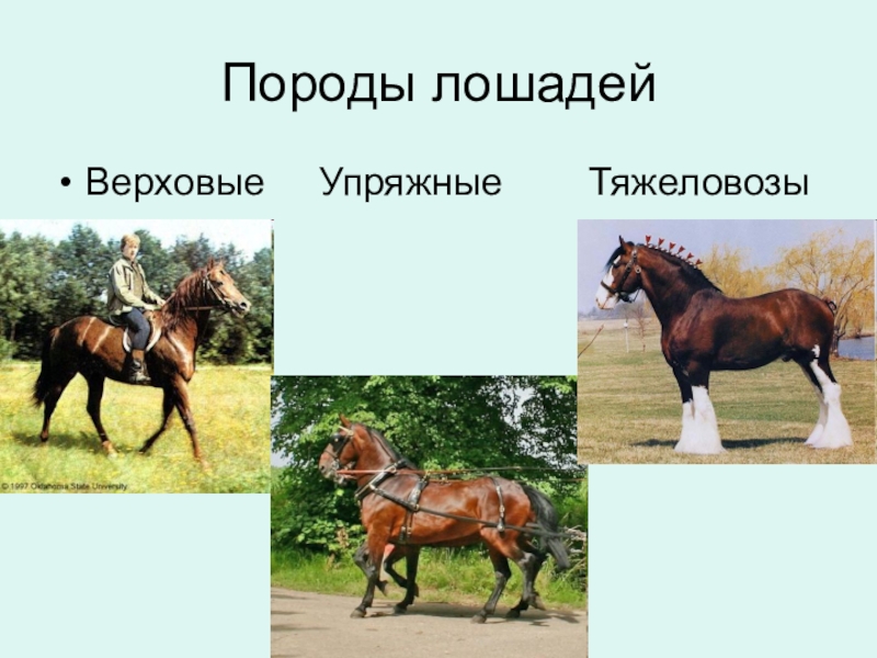 Верховой тип. Типы лошадей. Разные породы лошадей. Упряжные породы лошадей. Упряжно верховые лошади.