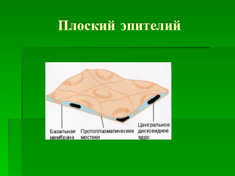 Плоская ткань. Плоский эпителий. Протоплазматический мостик. Рисунок однослойной. Протоплазматическая мембрана.