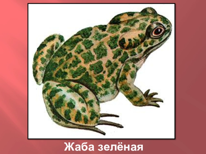 Камышовая жаба рисунок