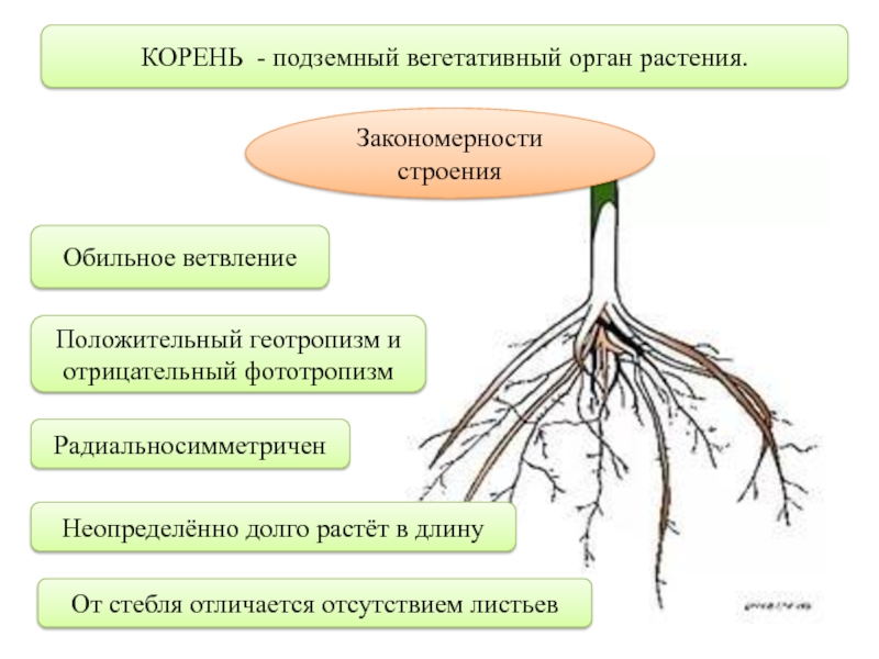 Корень это какой орган растения. Строение вегетативного корня. Функции корня вегетативное размножение. Корень вегетативный орган растения. Строение вегетативных органов.