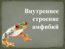 Презентация по биологии на тему Внутреннее строение амфибий (7 класс)