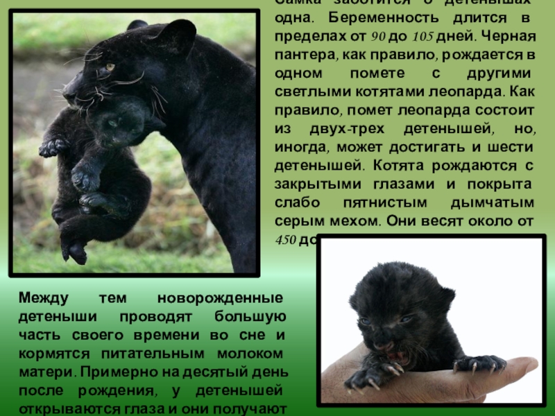 Черная книга животных фото